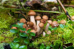 Можно ли есть лесные грибы при беременности thumbnail